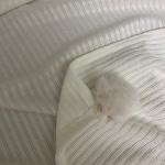 Pom-Pom Ribbed Throw Blanket