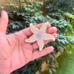 Starfish Bliss