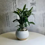 Serene Olive Pot
