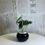 Midnight Leaf Planter