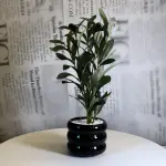 Midnight Olive Planter