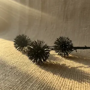 Noir Thistle Stem