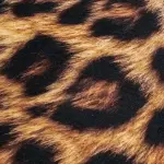 Tiger Mat