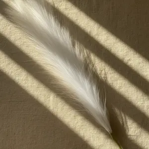 Tall Pampas Grass Stem