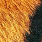 leopard Mat Digital Carpet